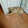 Joao