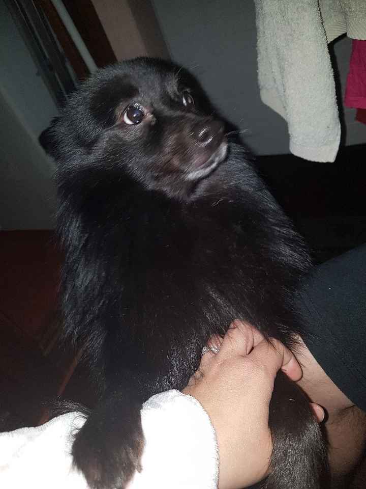 Inspirações cães no casamento - 1