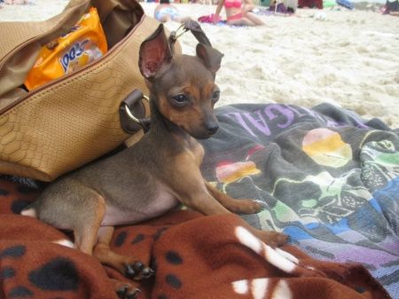 O nosso animal de estimação