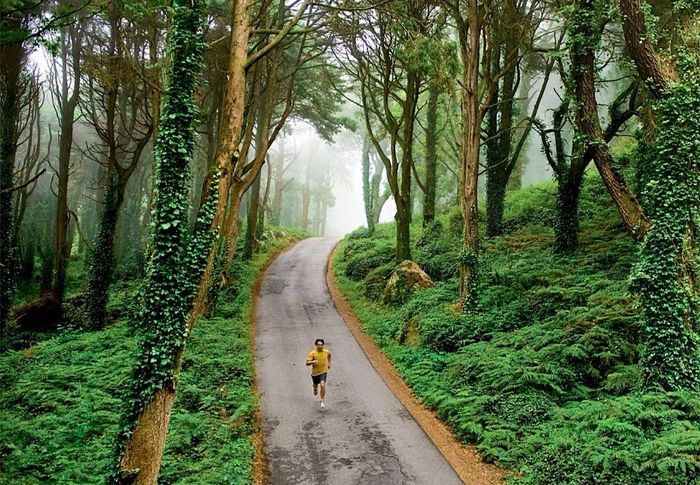 Peninha floresta