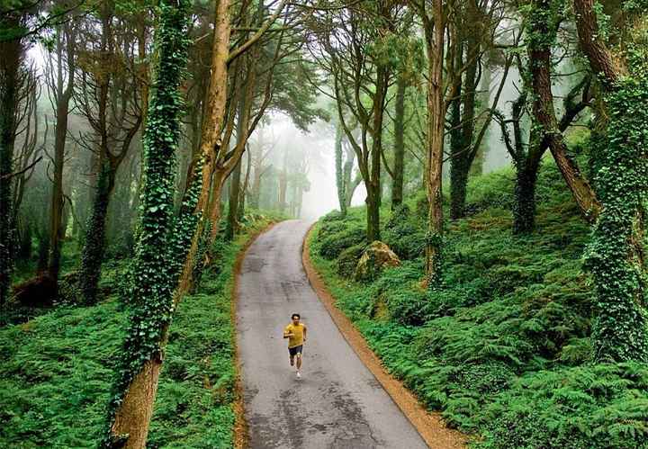 Peninha floresta