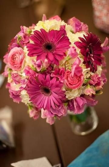 gerbera