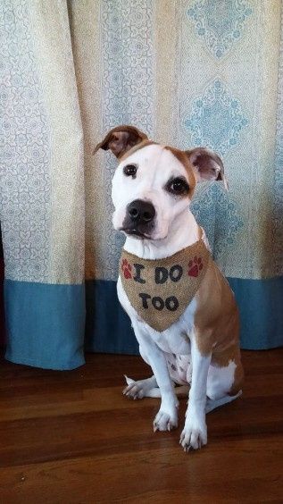 Tema de casamento - animais 10