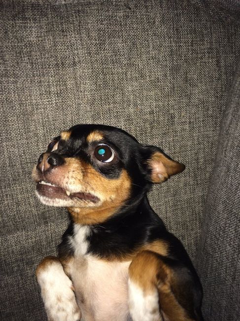 Dia mundial do cão - 1