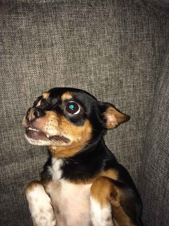 Dia mundial do cão - 1