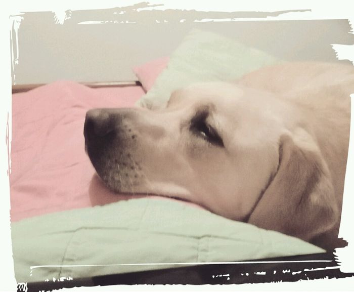 Votem: a minha foto de noivos com o seu animal de estimação preferida! - 1
