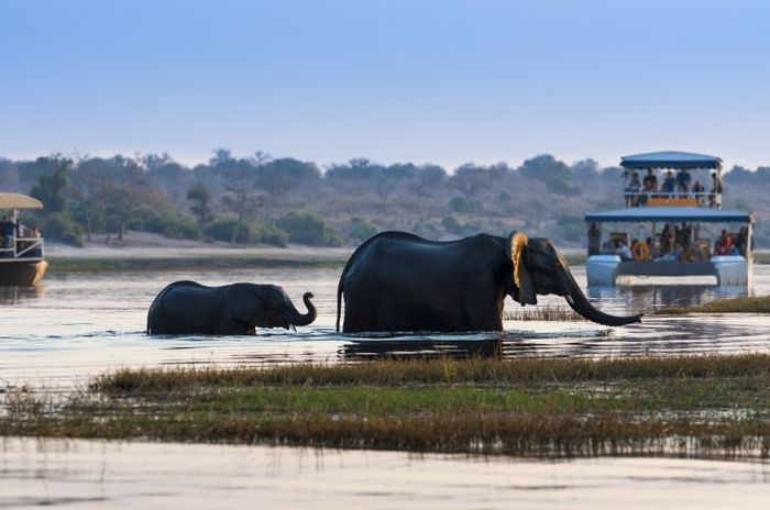 Um safari de sonho? 😍 1