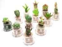 plantas