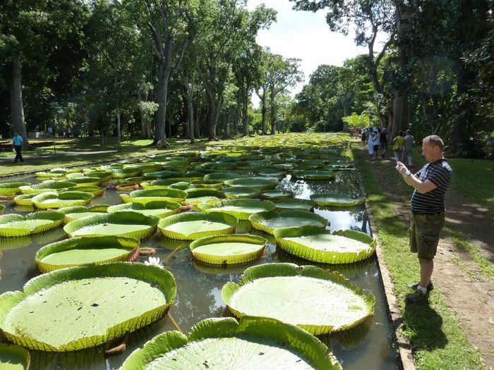 Jardim