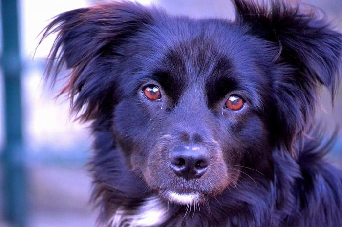 Dia mundial do cão - 1