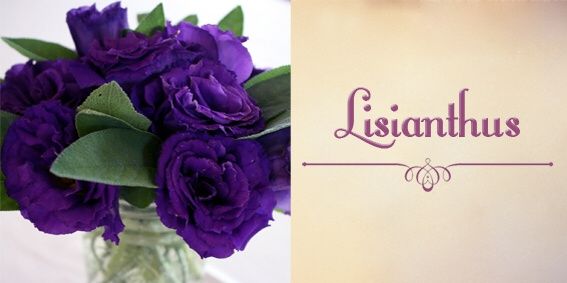 Top 10 - flores - 8