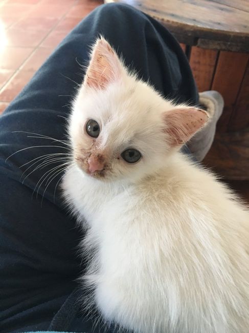 Animais de estimação...sim ou não? - 1