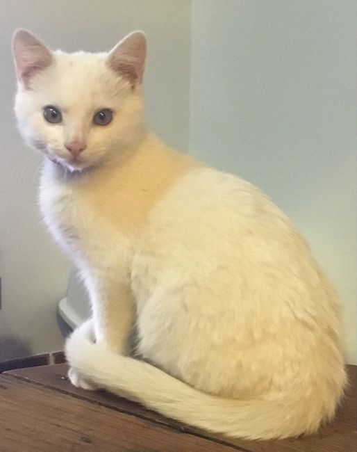 Animais de estimação...sim ou não? - 2