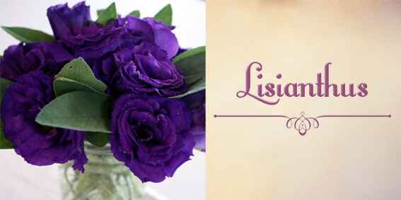Top 10 - flores - 8