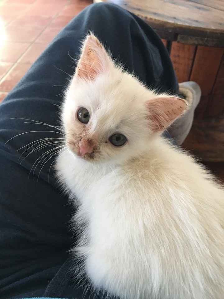 Animais de estimação...sim ou não? - 1