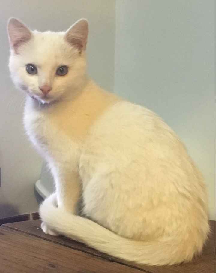 Animais de estimação...sim ou não? - 2