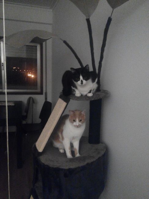 Gatos