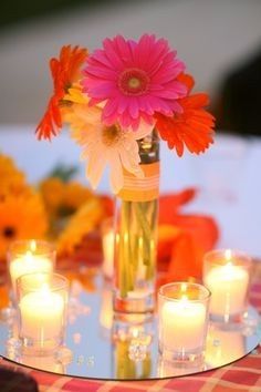 gerberas