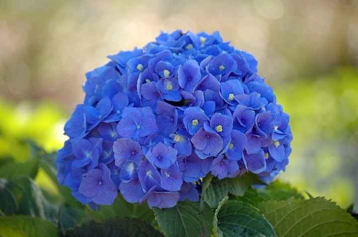 Flores