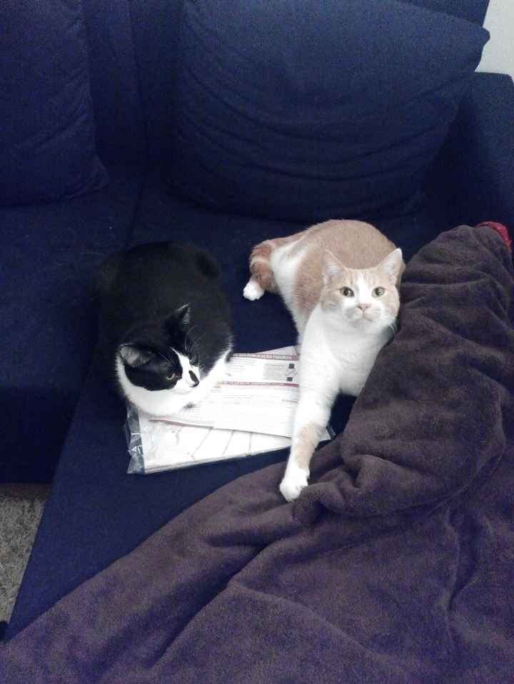 Gatos
