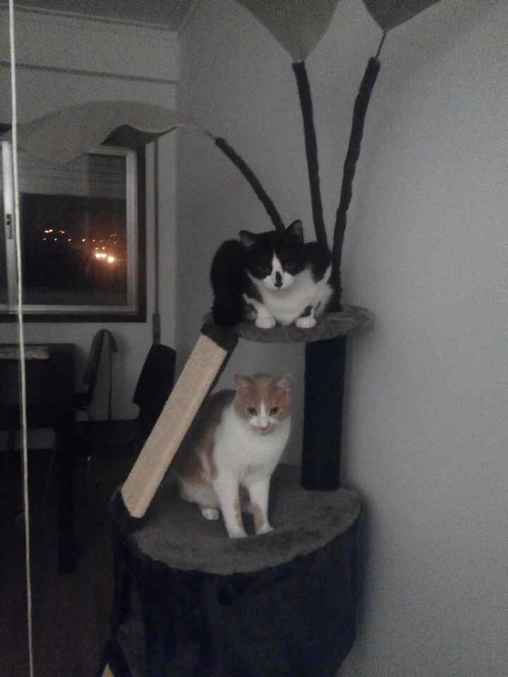 Gatos