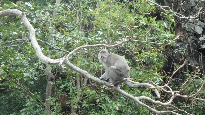 Um macaco - o resto está em video