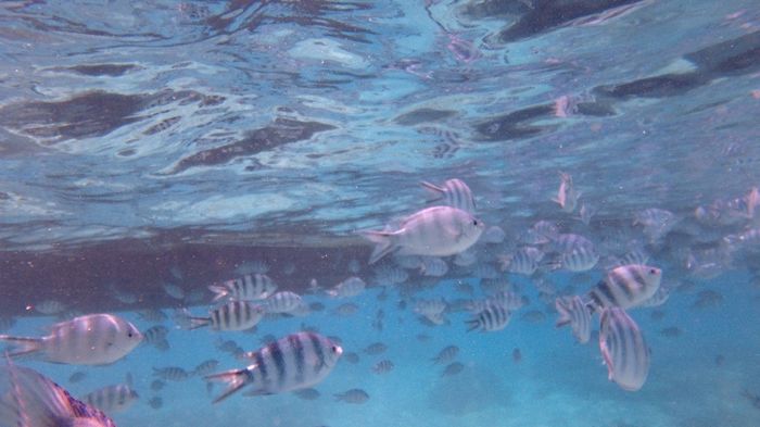 Snorkeling