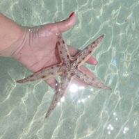 Estrelinha2 - das 5 ou 6 que vimos
