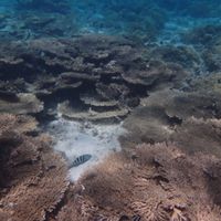 Snorkeling