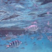 Snorkeling