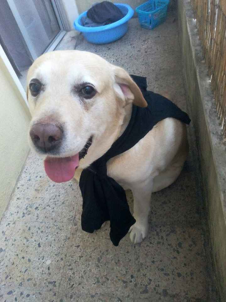  Animais no Casamento - 1