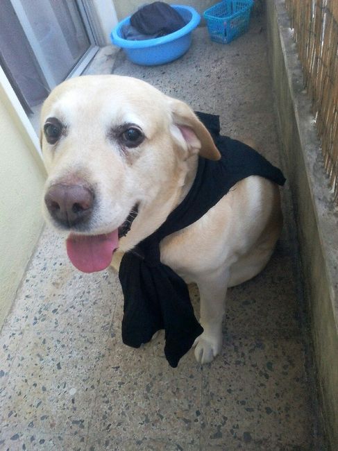  Animais no Casamento - 1