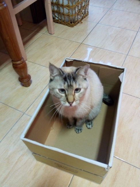 Uma das minha meninas a testar a caixa de transporte xD 