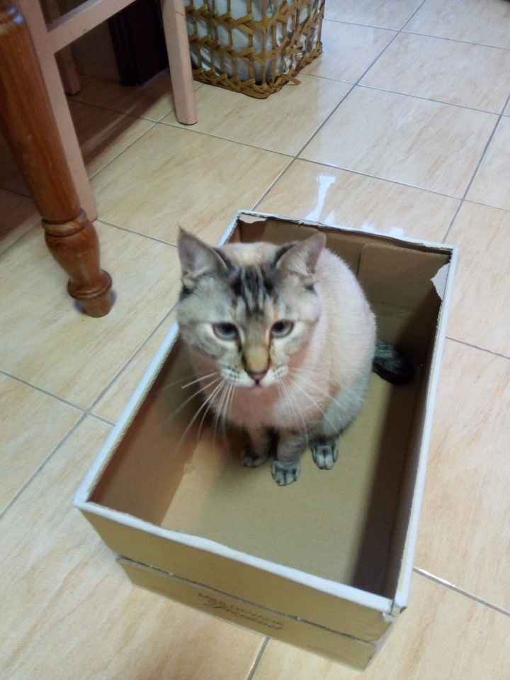 Uma das minha meninas a testar a caixa de transporte xD 