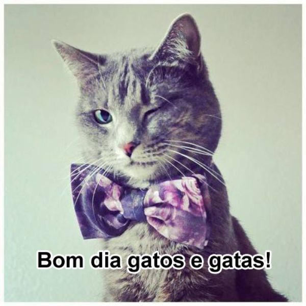 Bom dia gatos e gatas