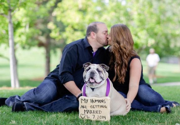 3) 8 cachorrinhos-testemunhas de pedidos de casamento românticos