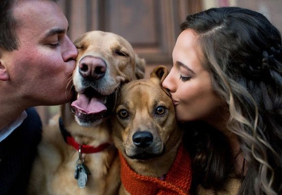 7) 8 cachorrinhos-testemunhas de pedidos de casamento românticos