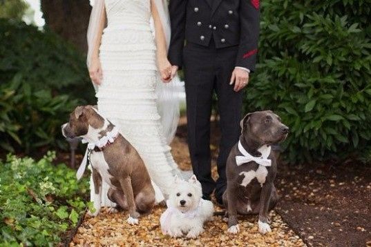 casamento com animais