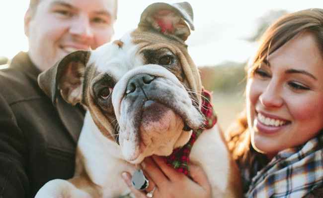 1) 8 cachorrinhos-testemunhas de pedidos de casamento românticos