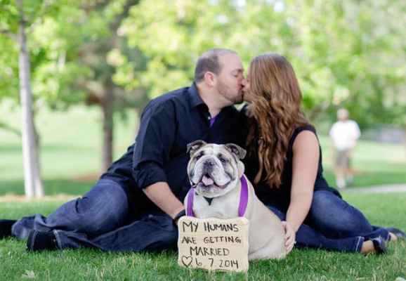 3) 8 cachorrinhos-testemunhas de pedidos de casamento românticos