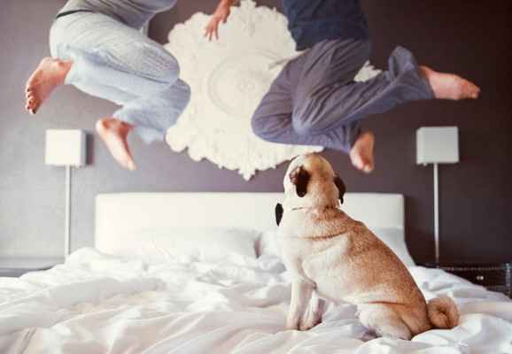 5) 8 cachorrinhos-testemunhas de pedidos de casamento românticos