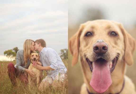 6) 8 cachorrinhos-testemunhas de pedidos de casamento românticos