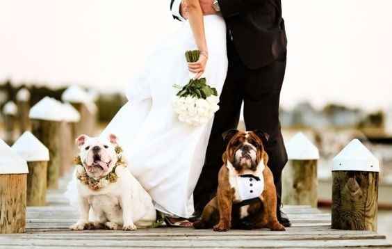 casamento com animais