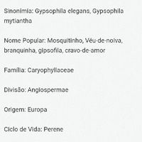 Inspirações para bouquets - 1