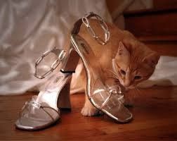 Gato - 5
