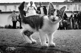 Gato - 10