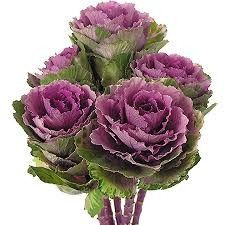 brassica