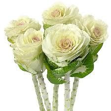 brassica