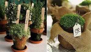 Plantinhas em vaso - Lembranças