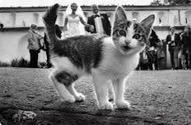Gato - 10